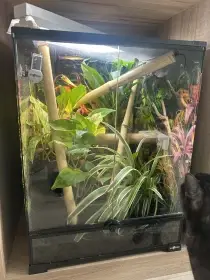 Prodám phelsumu grandis s vybavením