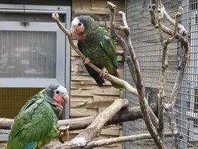 Amazoňan Kubánsky  1 : 0