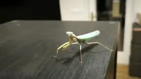 Kudlanky Hierodula Venosa