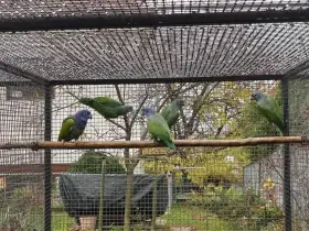 0,3 Amazonek modrohlavý,