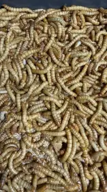 Mouční červy - moučný červ živé/sušené