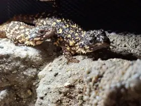 Cordylus, Smaug, Ouroborus, Pseudocordylus