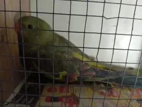 Prodám papouška horského