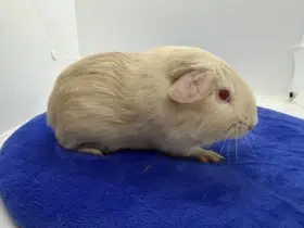 Morče hladké sameček fox béžová s PP