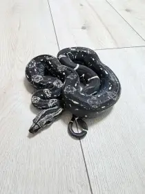 Hroznys kralovsky Boa samice IMG