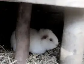 US Teddy sameček, dva měsíce