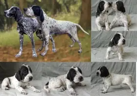 Štěňata Auvergneský ohař