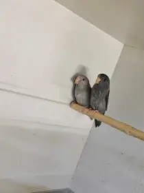 Papoušíček šedokřídlý pár