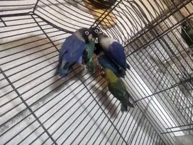 Vyměním za drobotinu