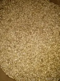 Prodám: Lesknici, oves nahý, proso žluté a zelené, hrách a hrachový šrot