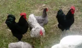 Násadová vejce Žerzejský obr - Jersey gigant