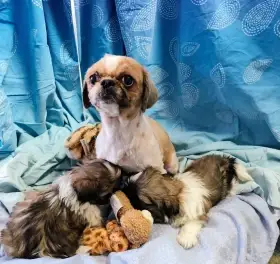 Štěňátka typu shih tzu