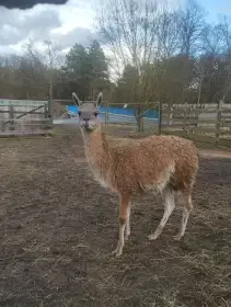 Lama guanako samec