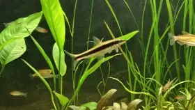 Nabízím 3ks Parmičky černopruhé