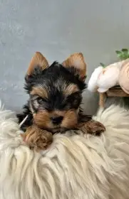 Jorkšírský terier, štěňátka s PP FCI