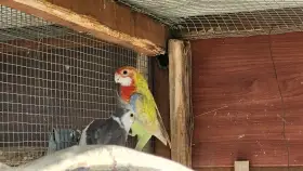 Rosela pestrá pastel