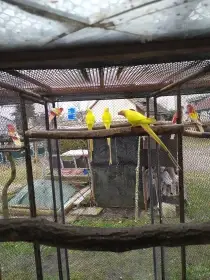 Papoušek alexandřin lutino 1.0