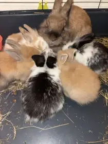 Zakrslý králík - Ivíček