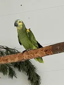 Amazoňan modročelý xanthopteryx