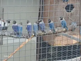 Koupím 1, 0 nebo prodám 0, Agapornis  skrs