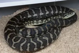 Morelia spilota ssp.