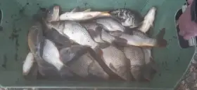 Kapr, plůdek, násada