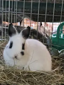 Mláďata zakrslých králíků od chovatele