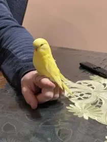 Andulky krotké a ochočené