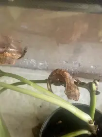 Daruji mláďata pagekona řasnatého