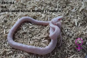Užovka červená (P. guttatus) - Sunkissed Snow Motley