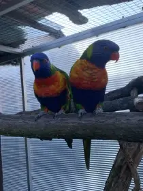 Lori mnohobarvý horský