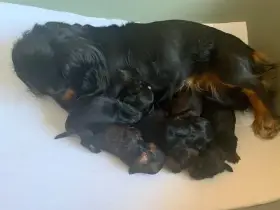 Jezevčík dlouhosrstý trpasličí/králičí černý s pálením a červený