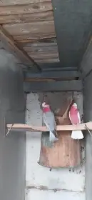 Kakadu ružovy lutino