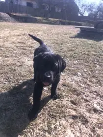 Labradorský retriever s PP