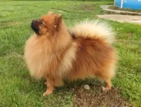 Bereme záznamy na štěňátka malých Německých špiců s PP v barvě orange a or-sable