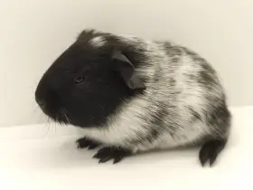 Morče mláďata s PP