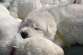 Bílý švýcarský ovčák - valentýnská štěňátka s PP