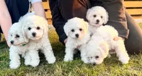 Štěnátka s PP Bichon a poil frise, Bišonek