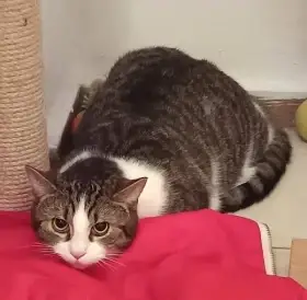 Kocourek Emil hledá nový domov