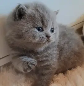 Britská krátkosrstá kočička Klotilda s PP - odběr červen