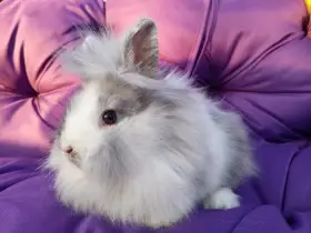 Zakrslý lvíček rhonský