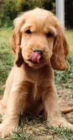 Anglický Kokršpaněl