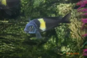 Tlamovci Duboisi - odchov