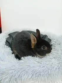 Zakrslý králíček CH1