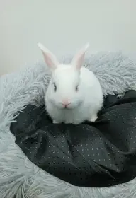 Zakrslý králíček I2