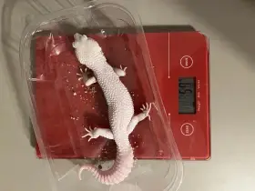 Prodám gekončíka nočního