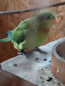 Papoušek nádherný loňský odchov