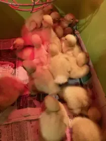 Kachñata kachny pekingské