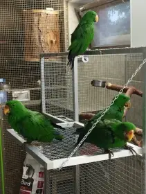 2.1 eklektus různobarvý vosmayeri