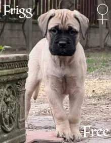 CHS plemena Bullmastiff - predaj TOP šteniatok z vrhu F